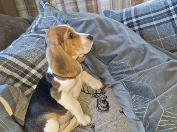 cuccioli di beagle | Foto 3