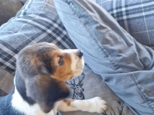 cuccioli di beagle | Foto 1