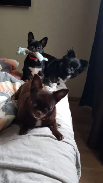 i cuccioli dovrebbero avere un pelo pulito, lucido e privo di grovigli. alcuni cuccioli si rotoleran | Foto 1