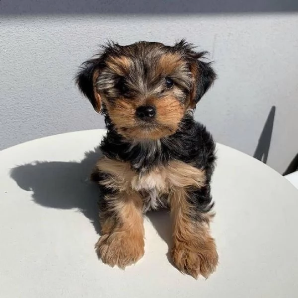 cucciolo femmina dello yorkshire