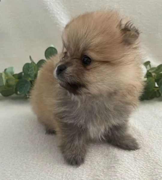 regalo pomerania whatsapp (+393533174023) | Foto 2