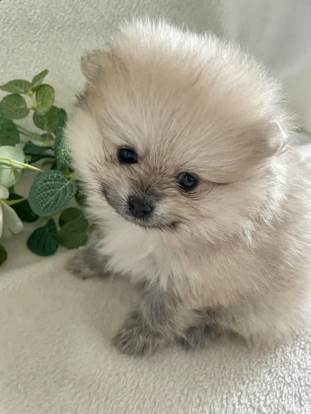regalo pomerania whatsapp (+393533174023) | Foto 1