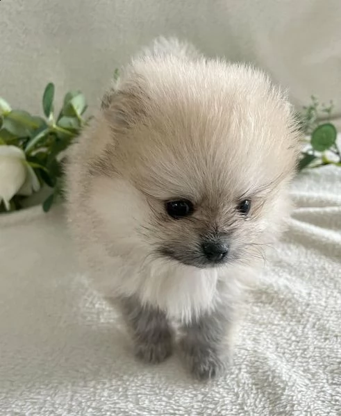 regalo pomerania whatsapp (+393533174023) | Foto 0