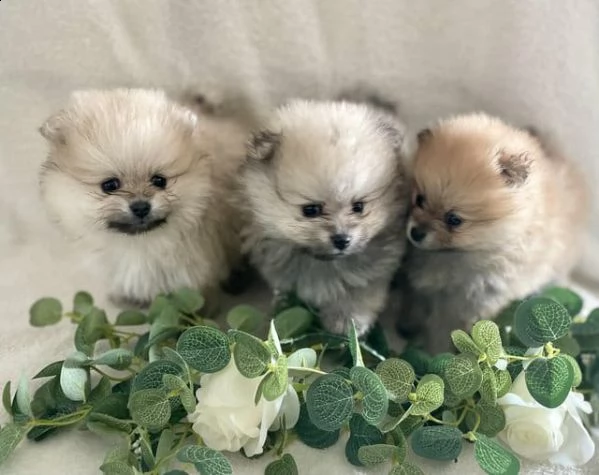 regalo pomerania whatsapp (+393533174023)