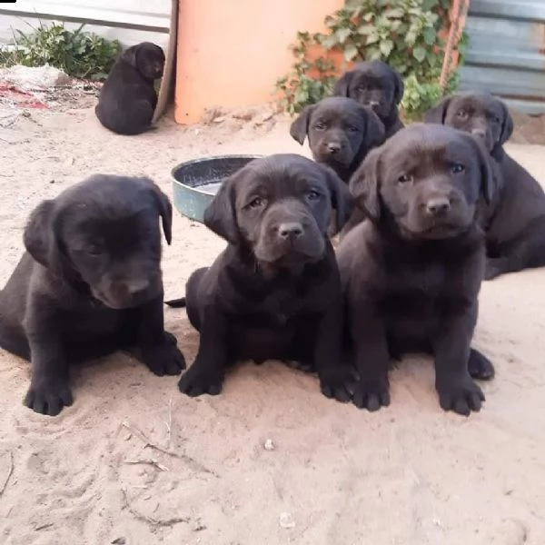 regala cuccioli di labrador whatsapp (+393533174023) | Foto 1