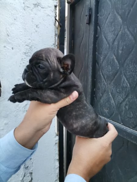 regalo bulldog francese whatsapp (+393533174023) | Foto 0