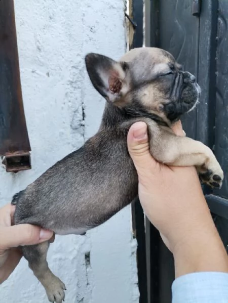 regalo bulldog francese whatsapp (+393533174023)