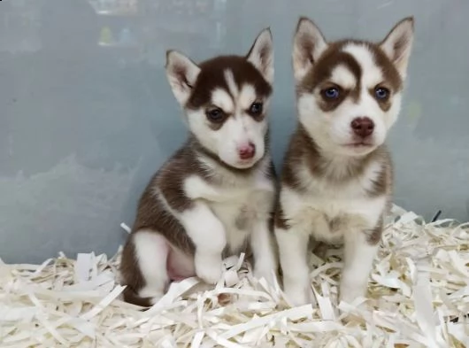 regala cuccioli di husky whatsapp (+393533174023 ) | Foto 1