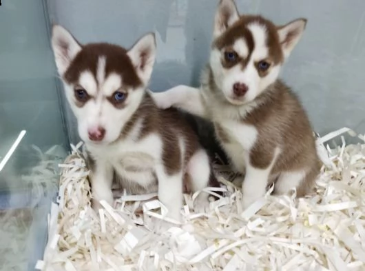 regala cuccioli di husky whatsapp (+393533174023 ) | Foto 0