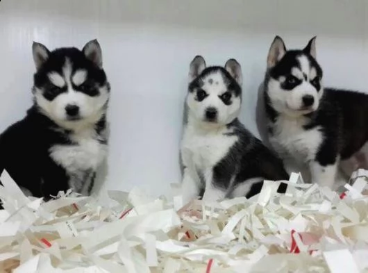 regala cuccioli di husky whatsapp (+393533174023 )