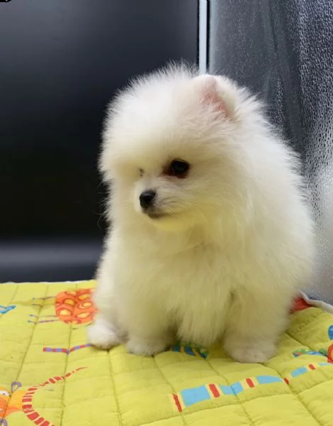 regala cuccioli di pomerania maschi e femmine in adozione