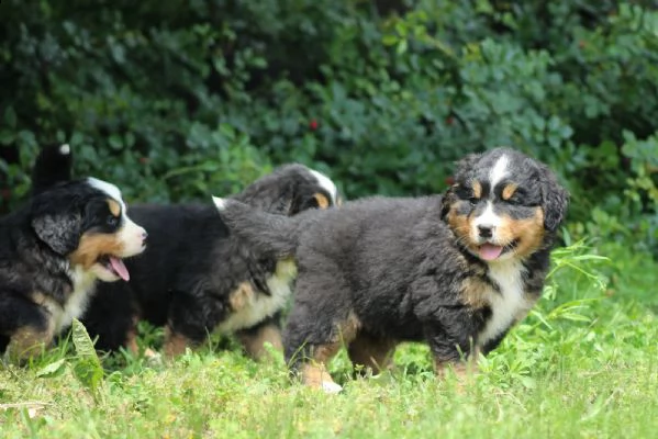 cuccioli bovaro del bernese | Foto 2