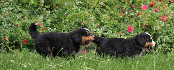 cuccioli bovaro del bernese | Foto 1