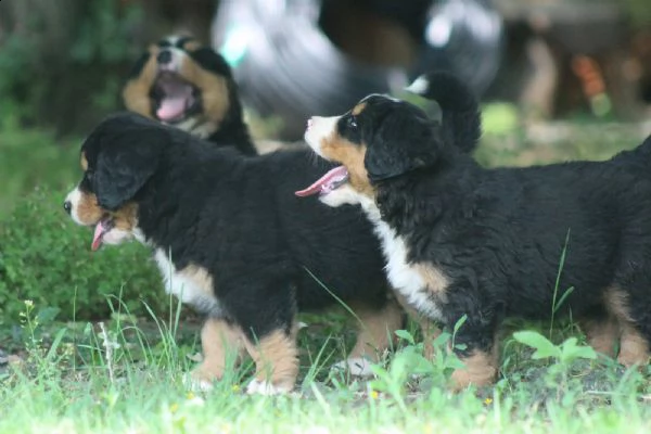 cuccioli bovaro del bernese | Foto 0