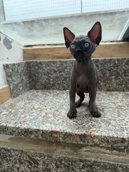 Gatti sphynx | Foto 4