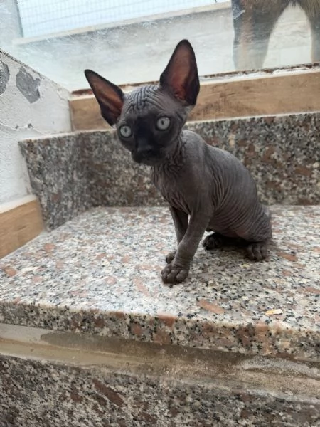 Gatti sphynx | Foto 3