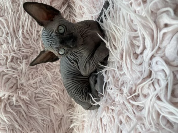 Gatti sphynx | Foto 2