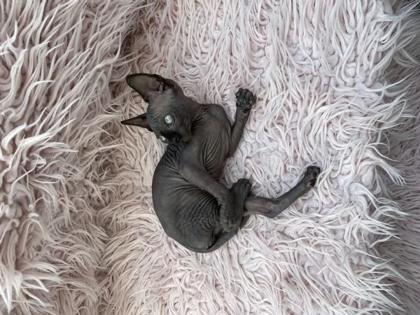 Gatti sphynx | Foto 1