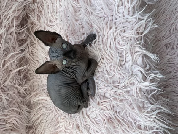 Gatti sphynx