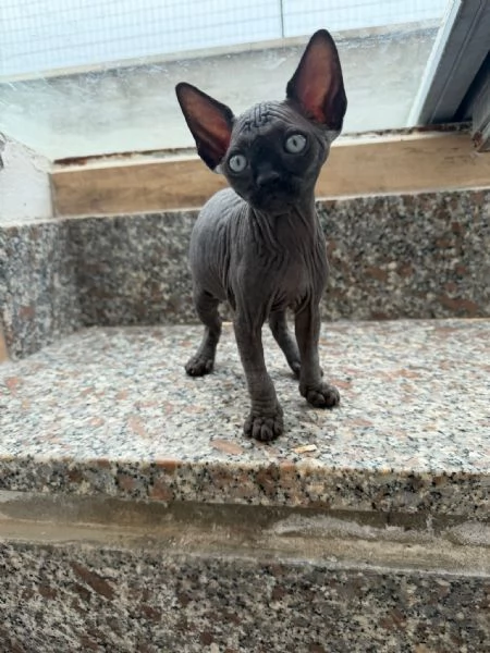 Gatti sphynx | Foto 0