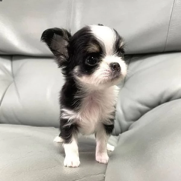 disponibili cuccioli di chihuahua maschi e femmine