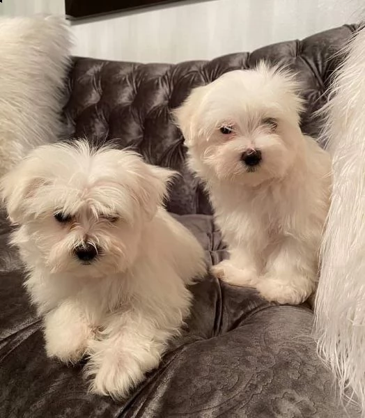 maltesi maschio e femmina