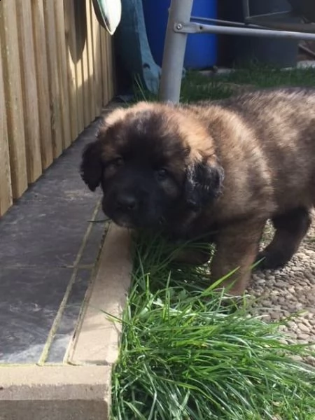 disponibili cuccioli di leonberger