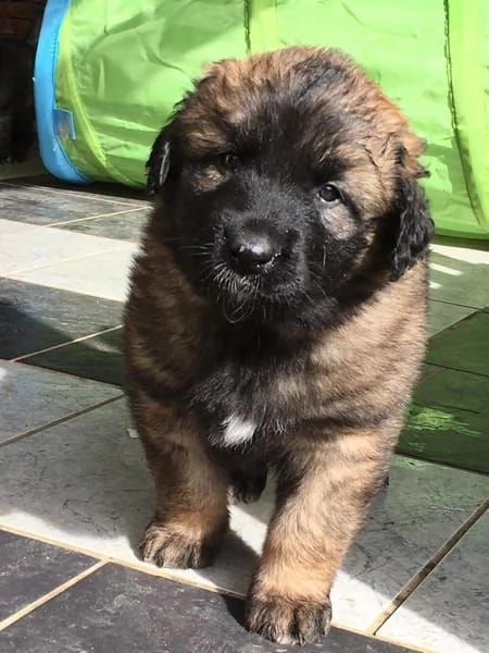 disponibili cuccioli di leonberger | Foto 0