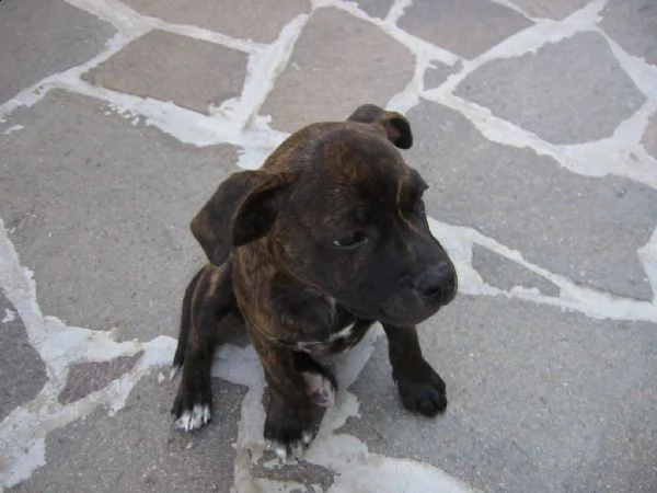 staffordshire bull terrier cuccioli 