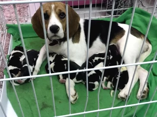 regalo cuccioli di beagle whatsapp (+393533174023) | Foto 0