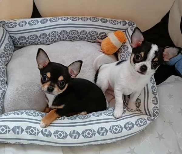regalo cuccioli di chihuahua whatsapp (+393533174023) | Foto 2