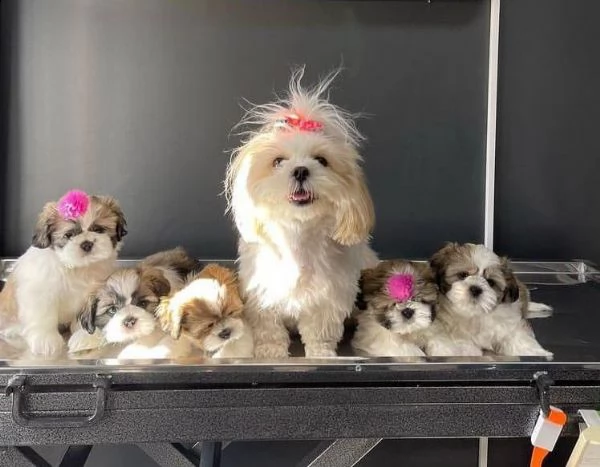 regalo cuccioli di shih tzu whatsapp (+393533174023) | Foto 2