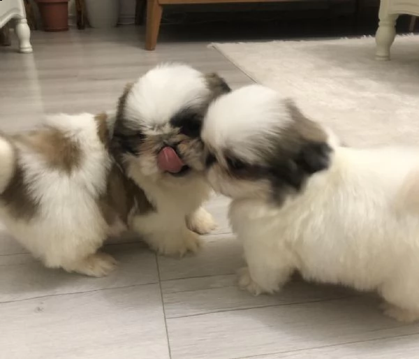 regalo cuccioli di shih tzu whatsapp (+393533174023) | Foto 1