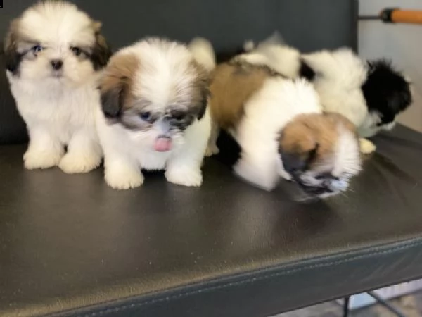 regalo cuccioli di shih tzu whatsapp (+393533174023) | Foto 0