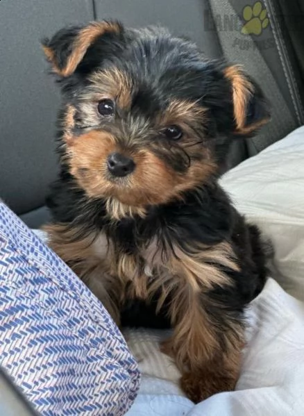 regalo cuccioli di yorkie whatsapp (+393533174023) | Foto 2