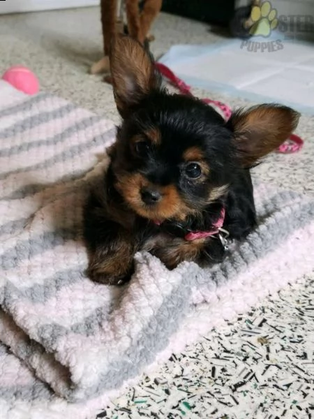 regalo cuccioli di yorkie whatsapp (+393533174023) | Foto 0