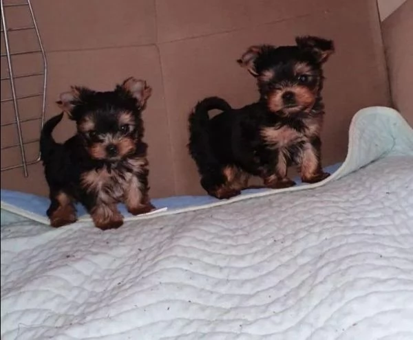 regalo cuccioli di yorkie whatsapp (+393533174023)
