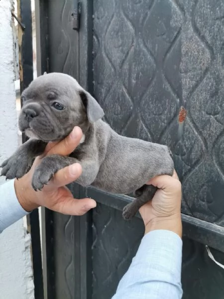 regalo bulldog francese whatsapp (+393533174023) | Foto 2