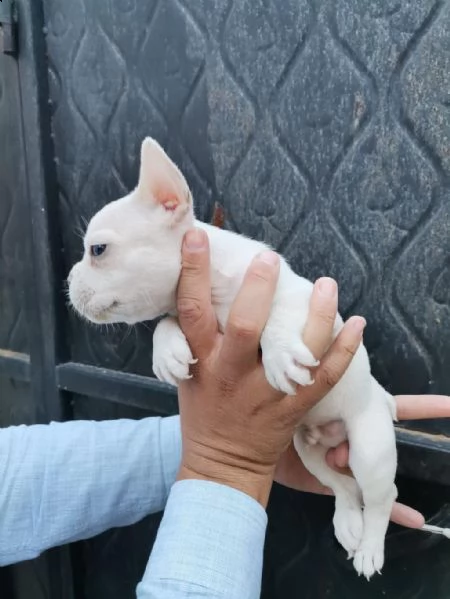 regalo bulldog francese whatsapp (+393533174023) | Foto 1