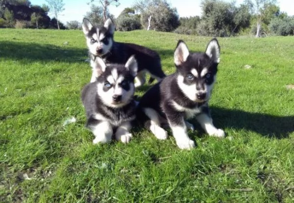 regala cuccioli di husky whatsapp (+393533174023 ) | Foto 2
