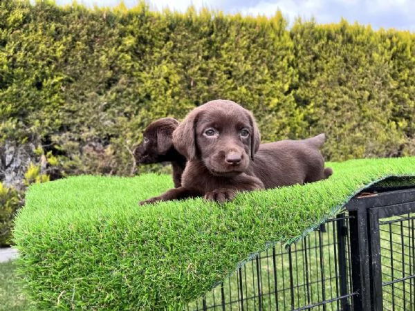 regala cuccioli di labrador whatsapp (+393533174023) | Foto 1