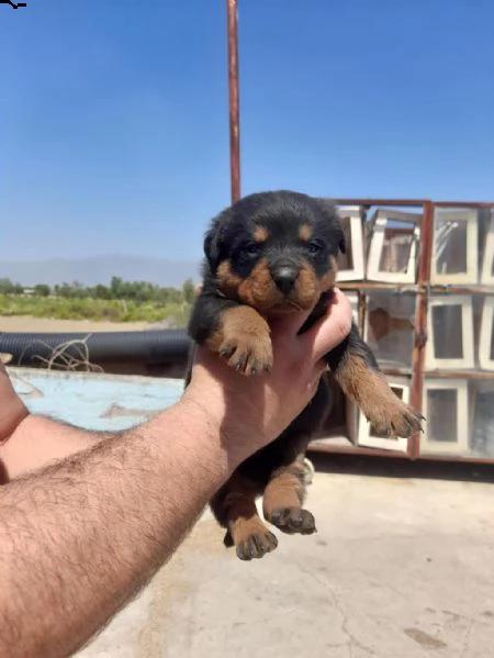 regalo rottweiler cuccioli whatsapp (+393533174023) | Foto 2