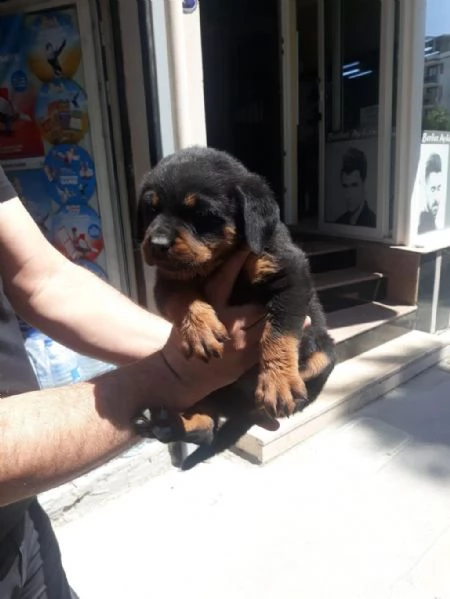 regalo rottweiler cuccioli whatsapp (+393533174023) | Foto 1