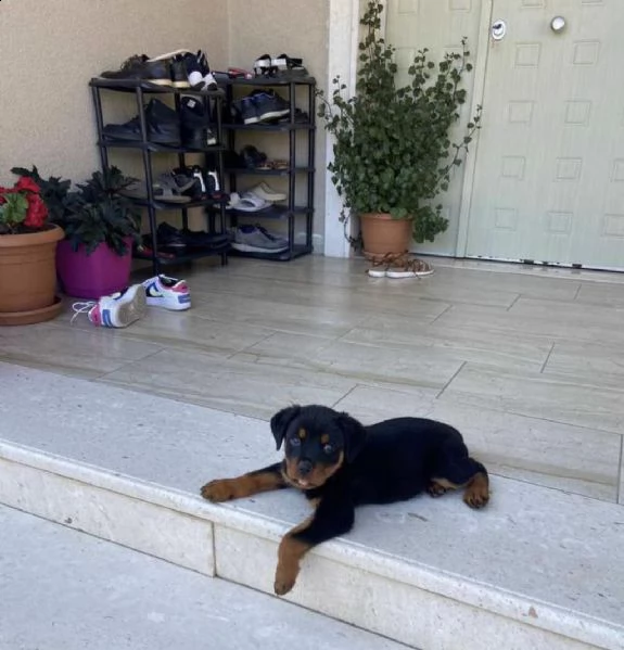 regalo rottweiler cuccioli whatsapp (+393533174023) | Foto 0