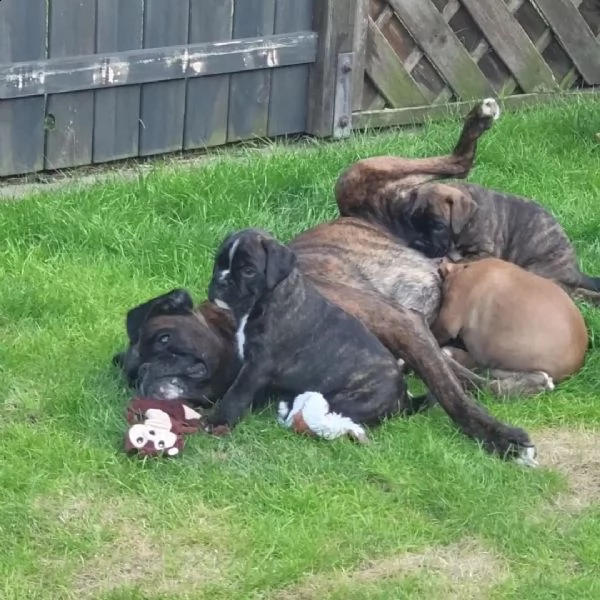 adorabili cuccioli di pitbull disponibili | Foto 4