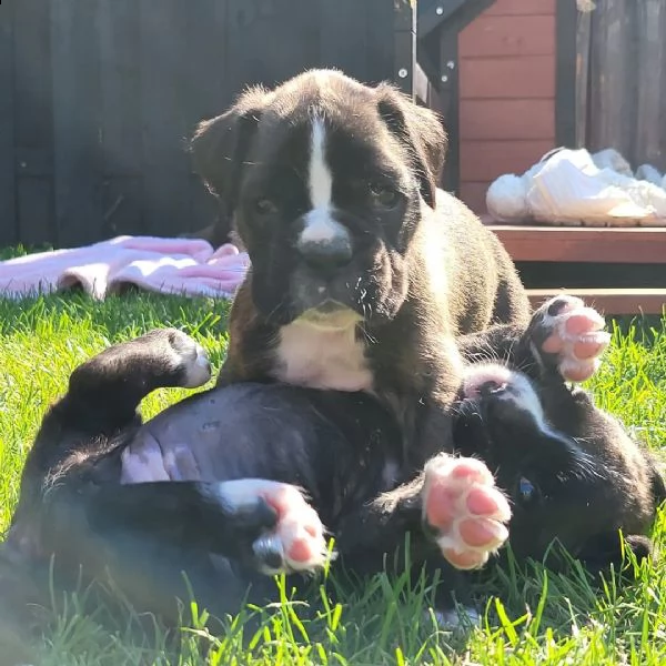 adorabili cuccioli di pitbull disponibili | Foto 3