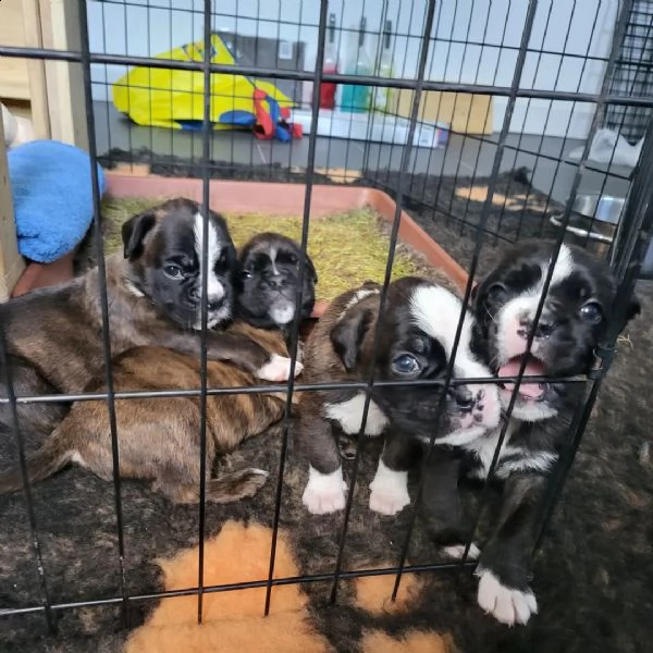 adorabili cuccioli di pitbull disponibili | Foto 1