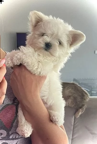 (3)disponibili cuccioli maltesi toy | Foto 3