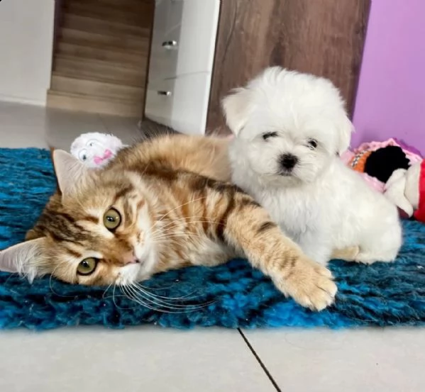 (3)disponibili cuccioli maltesi toy | Foto 0