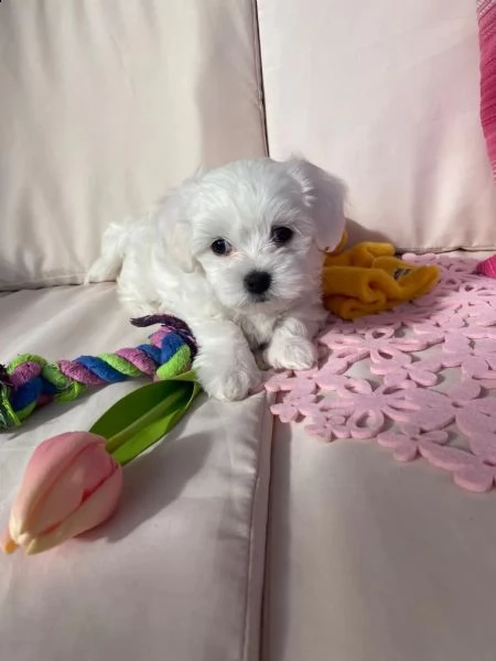 (3)disponibili cuccioli maltesi toy